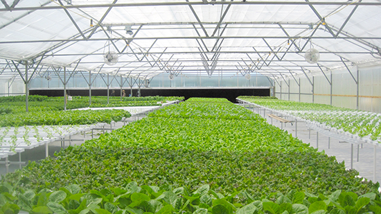 Inside Hartshorn's greenhouse. Photo: Rachel Goff