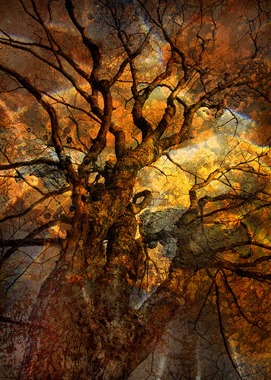 "A Tree that Dreams" by Roark Sharlow