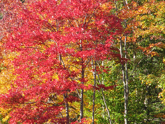 2014 foliage photo from Suzanne Byrne