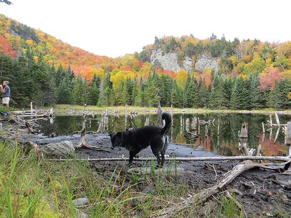 Dowsville Brook Headwaters protection area. 