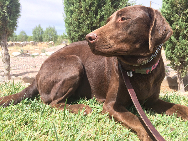 Diabetic alert dog, Angel, started training.