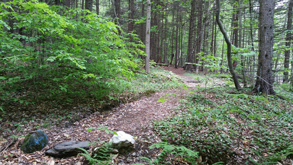 Scrag Forest trail