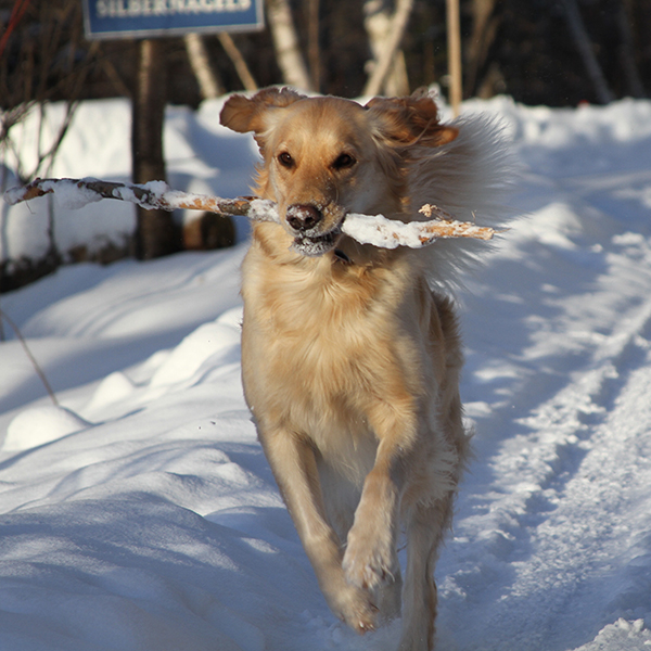 Lucy on a winter run. Photo: Rebecca Silbernagel