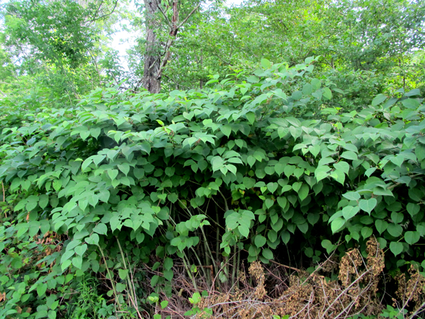 Knotweed in Waitsfield. Photo: Chris Keating