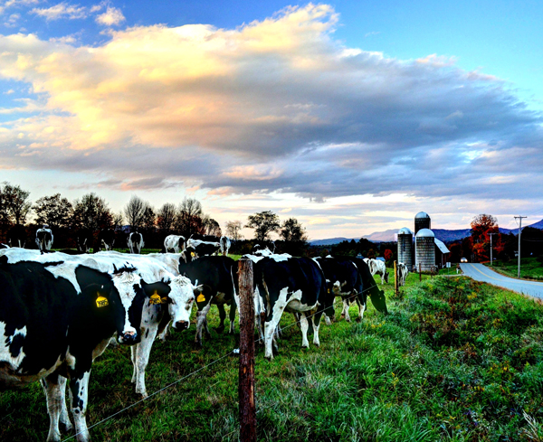 "Cows at Sunset" by Philip Bobrow