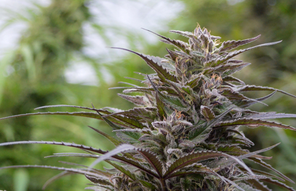 Hemp grown by Hadley Gaylord in Waitsfield. Hemp looks like marijuana but contains 99-percent less THC than marijuana. By law Hemp can contain no more than 0.3 percent THC, while marijuana contains on average 25 percent THC. Photo: Lisa Loomis Hemp grown by Hadley Gaylord in Waitsfield. Hemp looks like marijuana but contains 99-percent less THC than marijuana. By law Hemp can contain no more than 0.3 percent THC, while marijuana contains on average 25 percent THC. Photo: Lisa Loomis