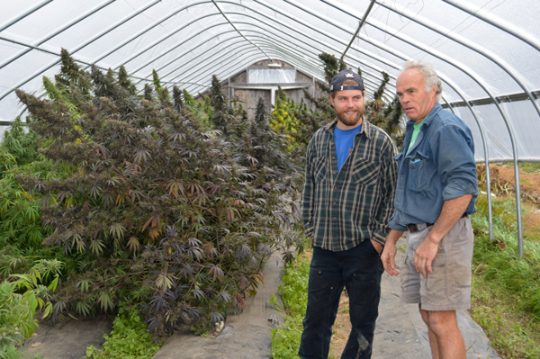 Partners Josh Conrad, left, and Hadley Gaylord, right, stand next to hemp plants ready for harvest. Photo: Lisa Loomis