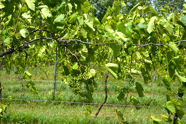 Grape cluster WEB