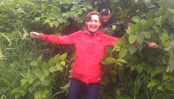 Invasive Japanese knotweed has established a dense, nearly impenetrable presence in parts of the Austin Parcel. Here Caitlin Cusack of the Vermont Land Trust emerges from the knotweed forest, followed by a team of inspectors including Waitsfield Conservation Commissioners and Austin Parcel partners including the Vermont Land Trust, Friends of the Mad River, Intervale Conservation Nursery and Mad River Path Association