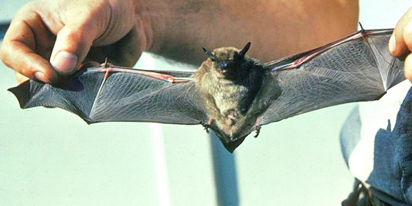 The bat hanging out at the library was identified as the species big brown bat.