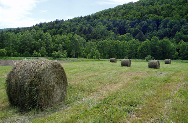 hay rolls in the Mad River Valley