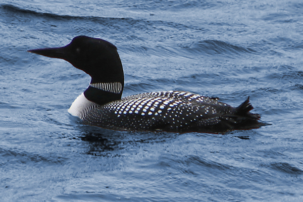 Common Loon