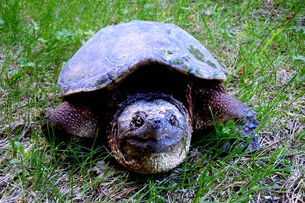 snapping turtle