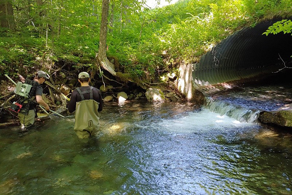 Electro-fishing on Monday in the tributary to Lincoln Brook to count trout below the culvert that is currently a barrier to their movement upstream.