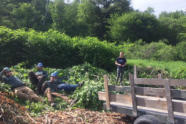 volunteers fight knotweed