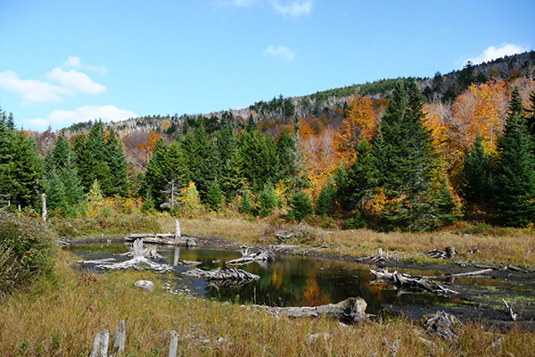 Scrag Mountain beaver pond has been previously conserved.