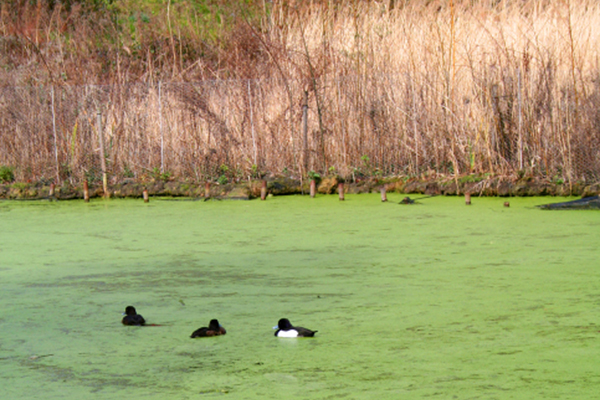 Blue green Algae