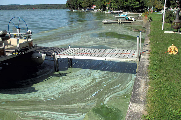 An example of blue-green algae.