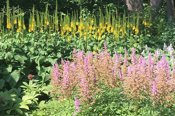 The 2019 Garden Tour takes place August 15 from 9 a.m. to 1 p.m., starting at Yestermorrow in Waitsfield.