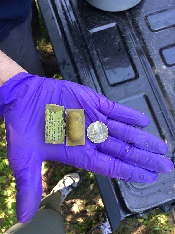 Rabies vaccine bait drop 