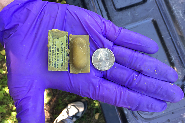Rabies vaccine bait drop 