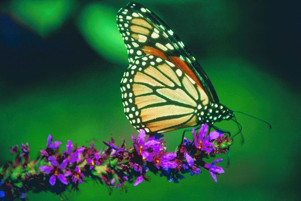 Workshop to explore Mad River Valley biodiversity