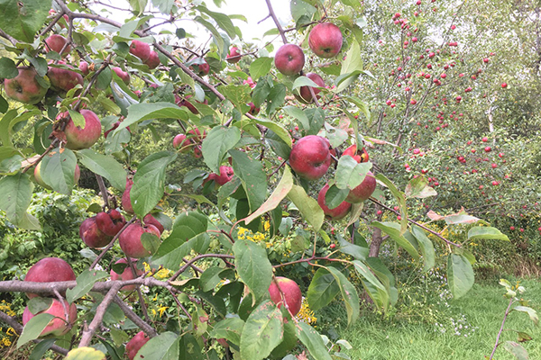 Photo: Ben Falk. An apple a day keeps the doctor away and pears help too. The Mad River Valley Community Orchard is full of ripe fruit to enjoy.
