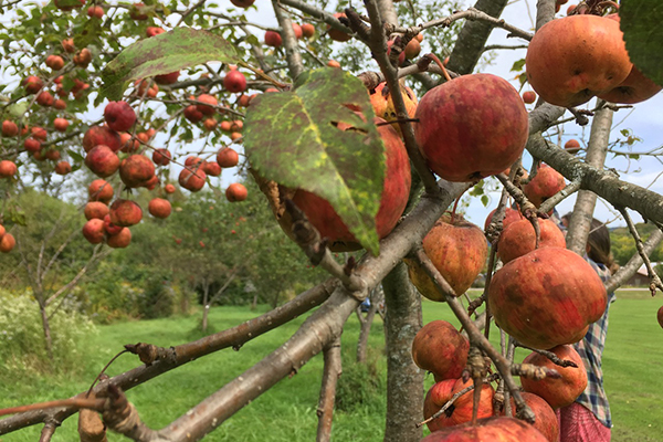 Photo: Ben Falk. An apple a day keeps the doctor away and pears help too. The Mad River Valley Community Orchard is full of ripe fruit to enjoy.