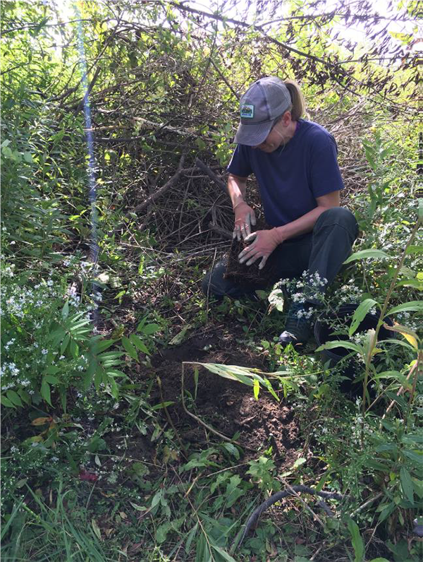 ICN crew member Christine preparing a container silky dogwood for native plant enhancement along the Austin Walk trail. Photo courtesy of Intervale Conservation Nursery.