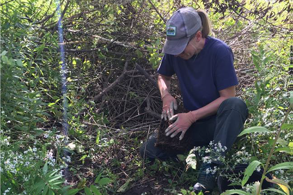 ICN crew member Christine preparing a container silky dogwood for native plant enhancement along the Austin Walk trail. Photo courtesy of Intervale Conservation Nursery.