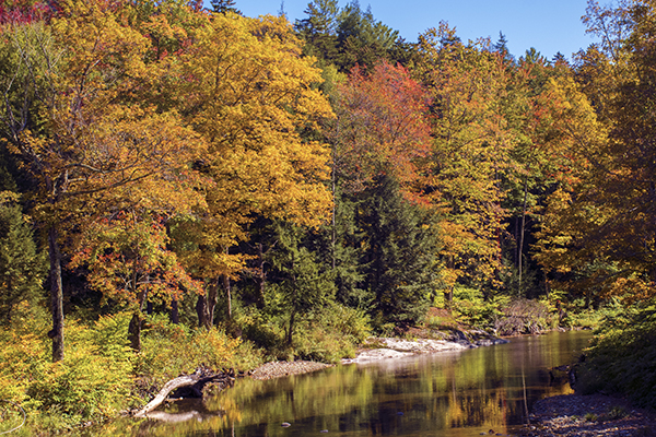 Mad River Foliage Photo: Jeff Knight