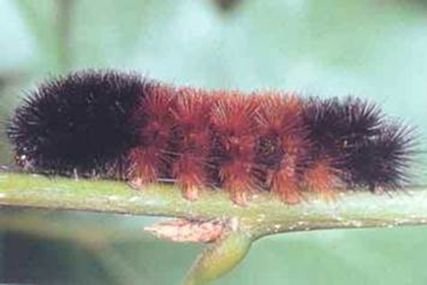 Woolly bears and other predictors of winter