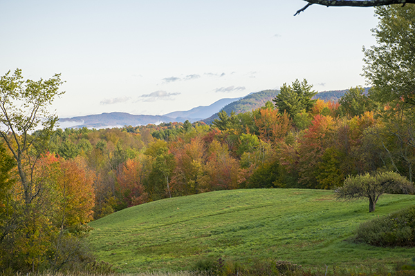 Vermont foliage