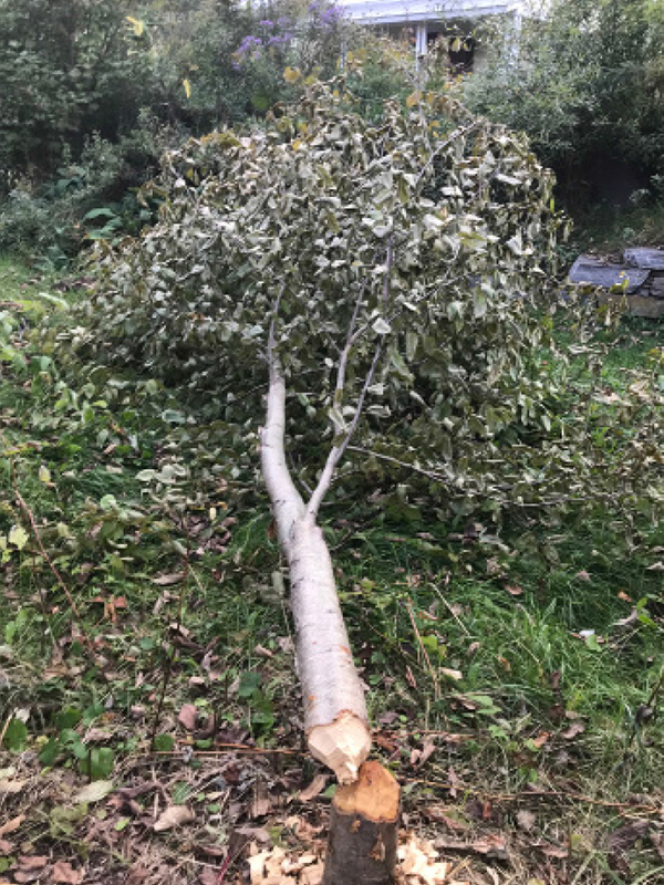 A beaver has been taking down trees along Tod’s river frontage.