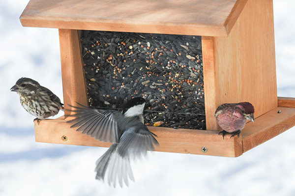 VTF&W photo by John Hall Vermont Fish & Wildlife and Audubon Vermont urge waiting until December 1 to feed birds to avoid attracting bears.