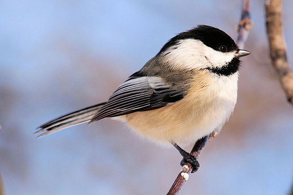 Mad River Christmas Bird Count is Friday, December 20