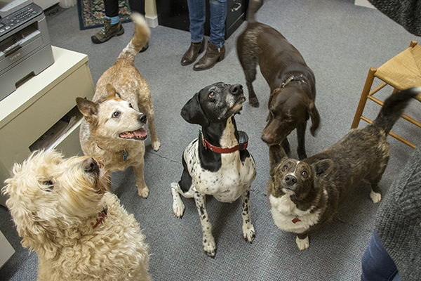 Valley Reporter Office Dogs