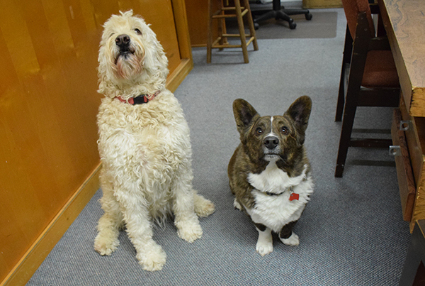 Roxy and Tolly can’t wait to see all their furry friends in The Valley Reporter’s dog issue which will be on the stands on January 2.