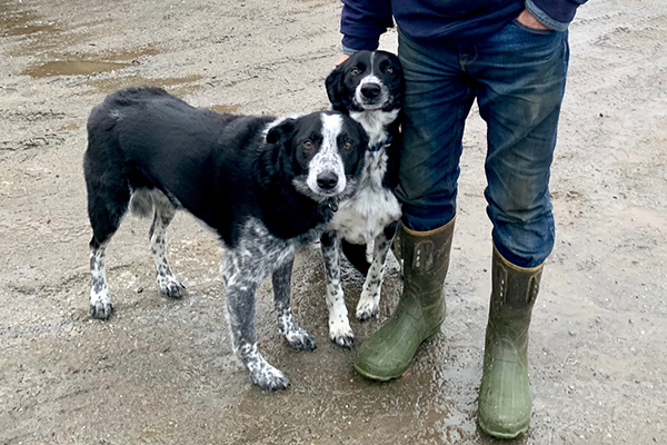 Max and Blue with owner Hadley Gaylord. Photo: Hadley Laskowski.