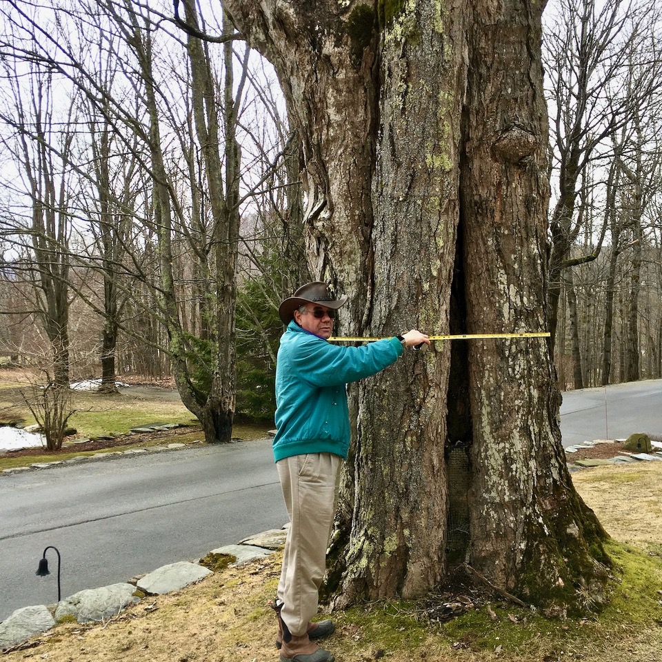 Peter MacLaren measures a sugar maple at 150 inches in circumference in front of the West Hill House B&B, Warren.