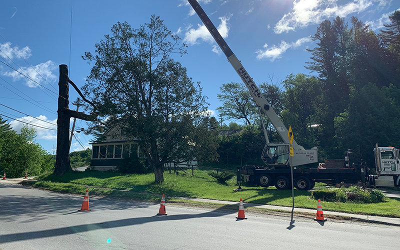 Sentinel tree in Moretown comes down