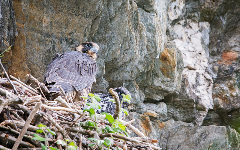 Vermont cliffs monitored by biologists and volunteers for nesting peregrine pairs this spring and summer are open August 1 for recreationists. VTF&W photo by Tom Rogers.