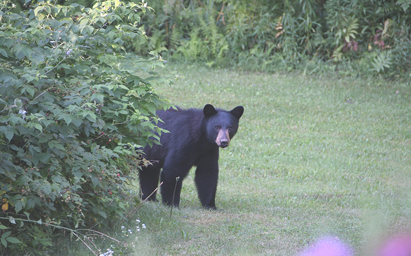 Bear at the backyard berry bush. Photo: John Williams