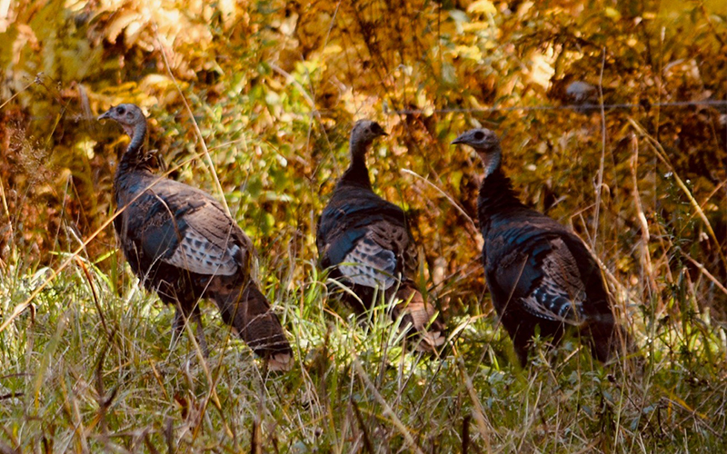 Turkeys by Carol Brock