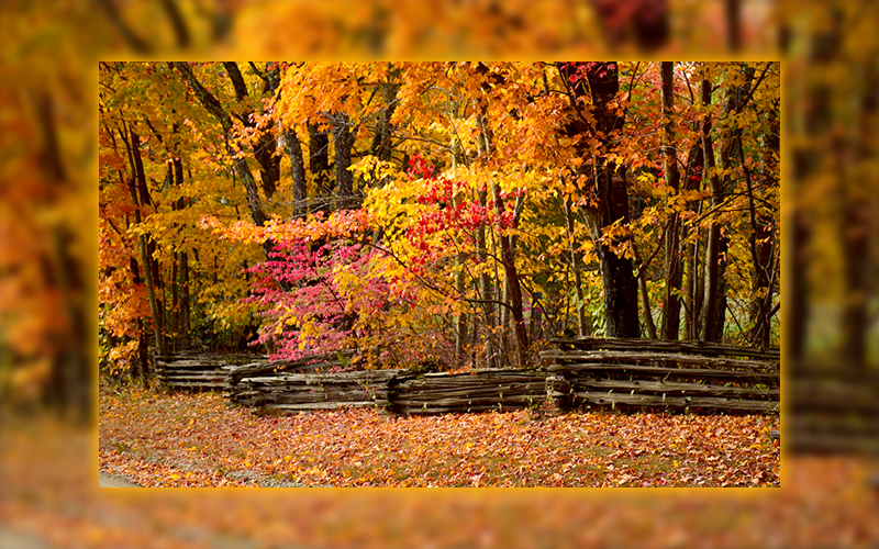 Foliage in Waitsfield. Photo: Jeff Knight