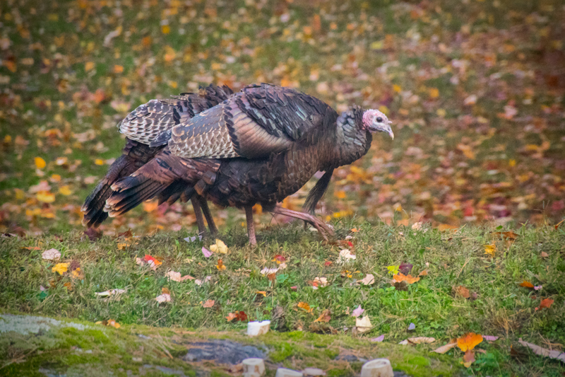 Turkeys on a fall morning. Photo: Jeff Knight