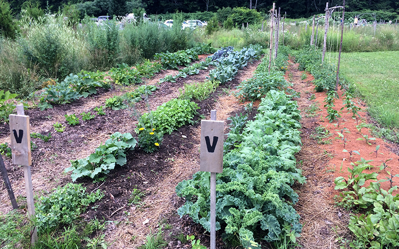 A new age victory garden. Photo: Jess Tompkins