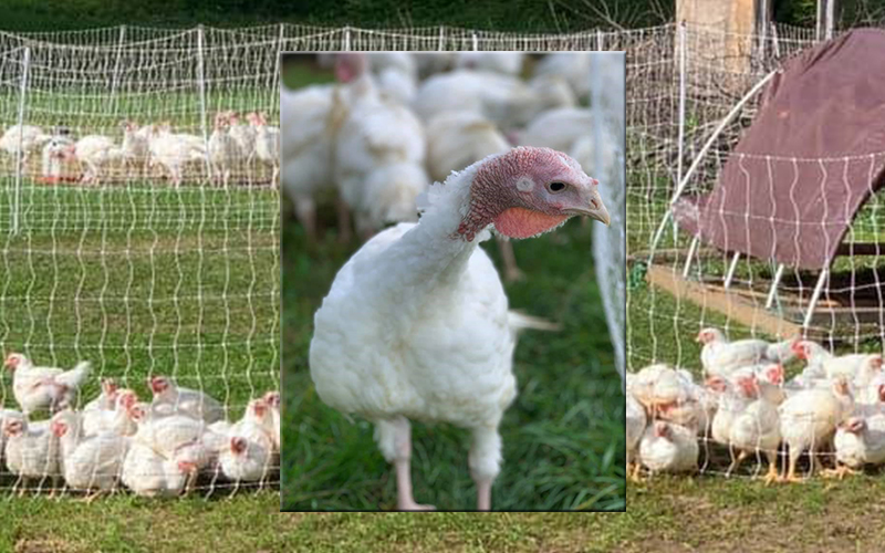 Turkeys at Overlook Farm.