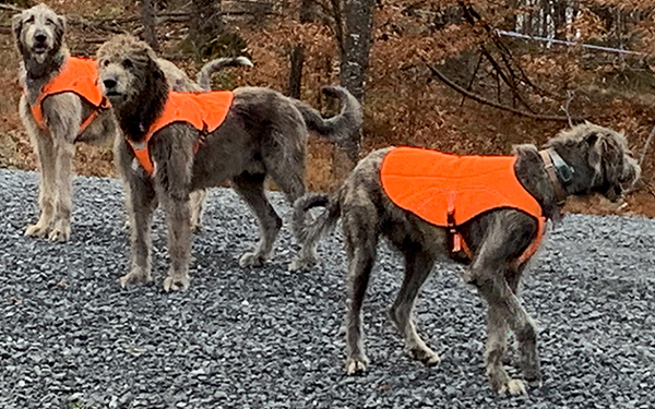 Kolitch dogs wearing their GPS collars.