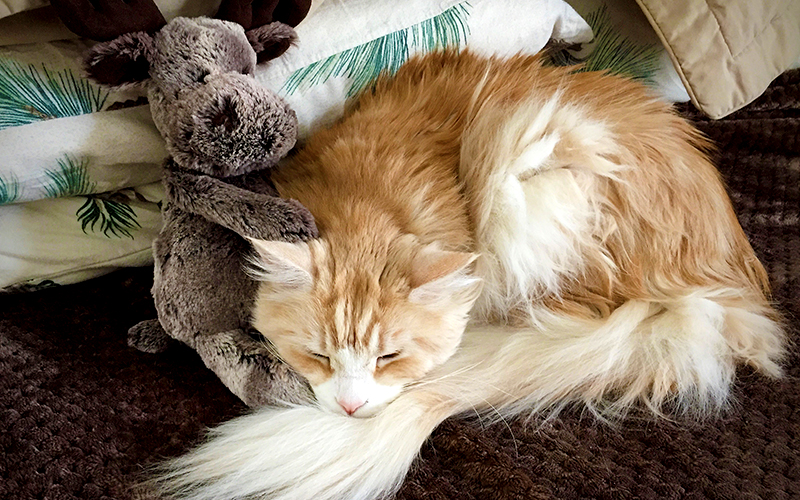 Antares with his best friend, Mr. Moose